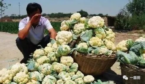 專業(yè)代辦助農(nóng)銷售 萵筍與沃柑200噸高效售罄并即時結(jié)款